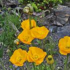 Papaver aurantiacum - Gelber  Alpenmohn