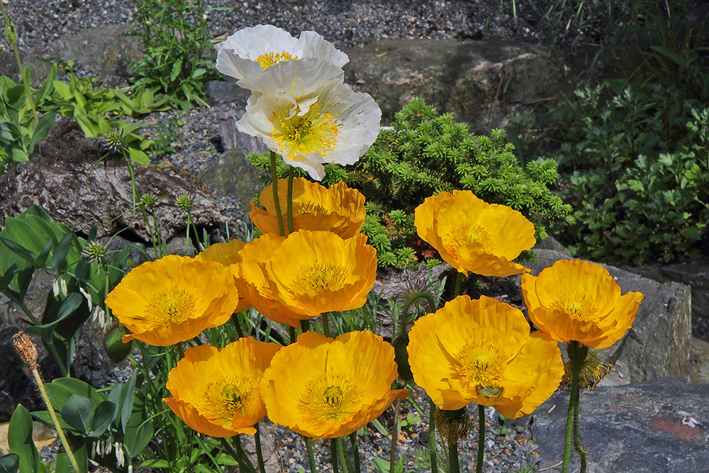 Papaver aurantiacum und Papaver sendtneri