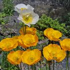 Papaver aurantiacum und Papaver sendtneri