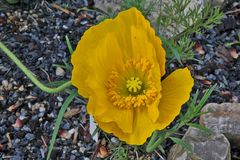 Papaver aurantiacus