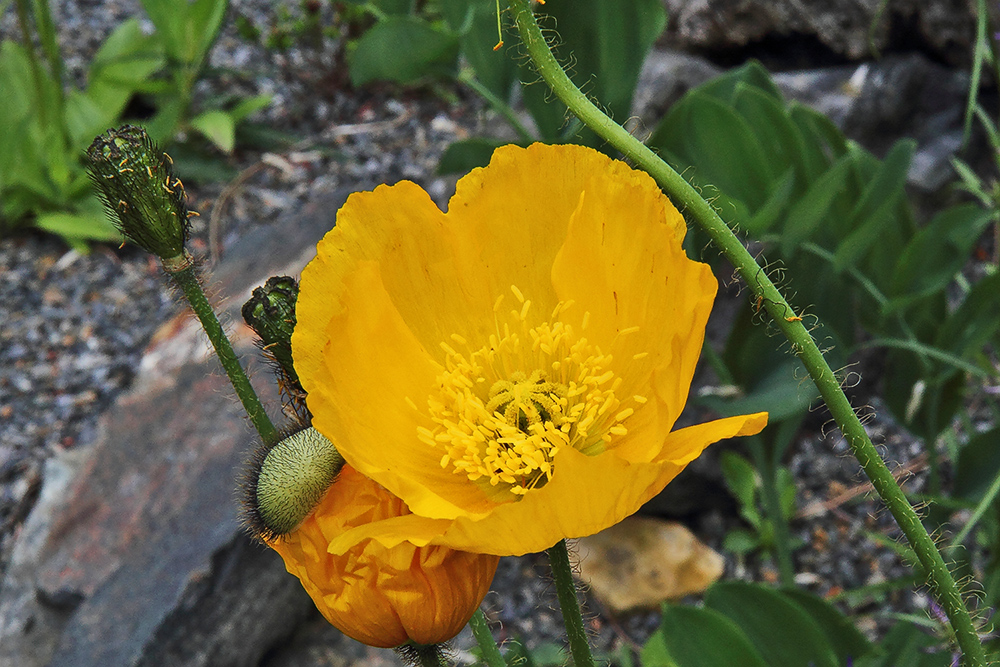 Papaver auriaticum - gelber Alpenmohn