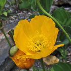 Papaver auriaticum - gelber Alpenmohn