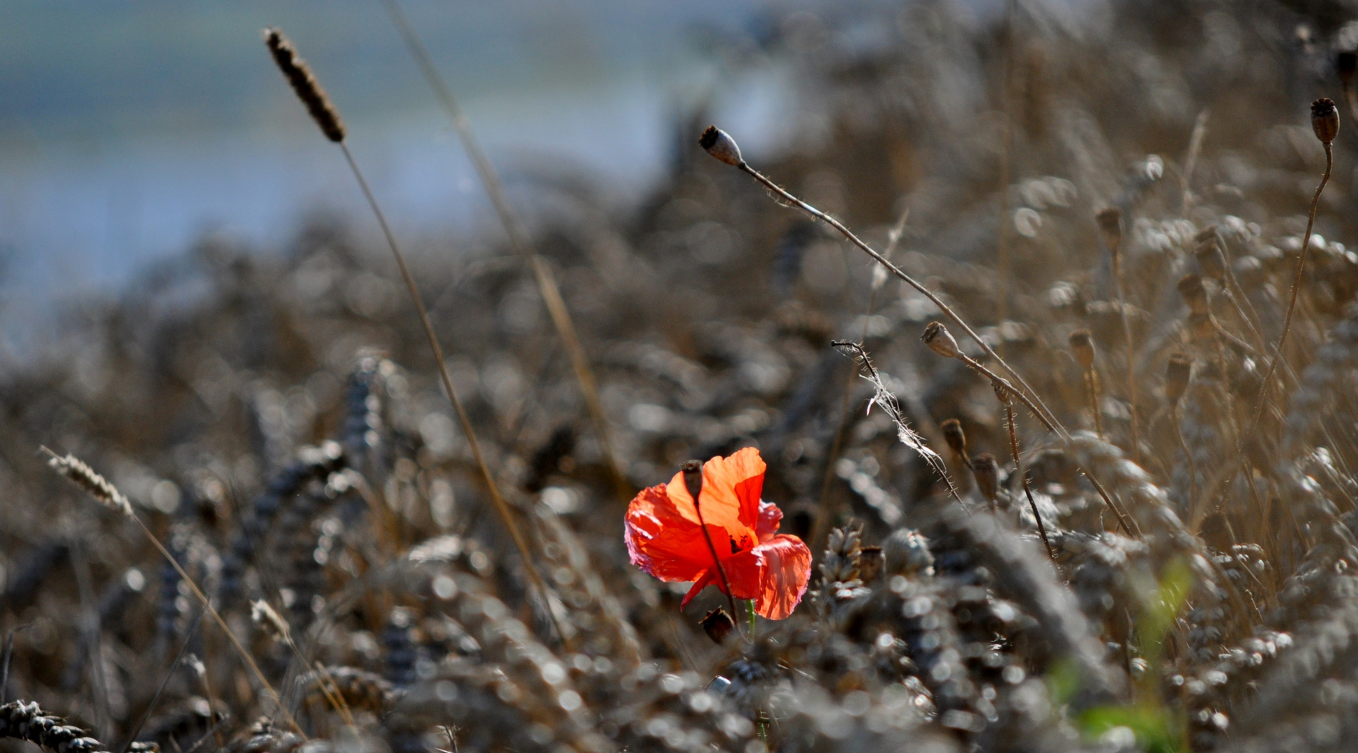 Papaver