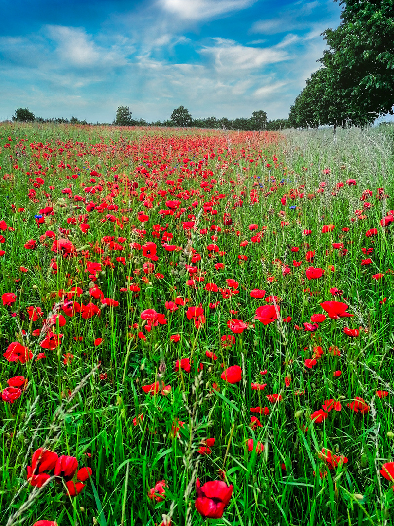 Papaver