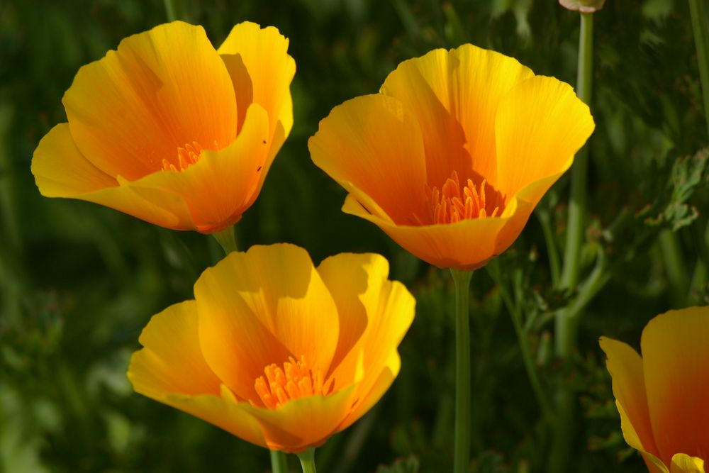 Papaver california