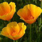 Papaver california