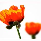 papaver