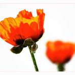 papaver