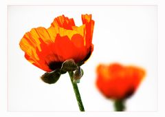 papaver