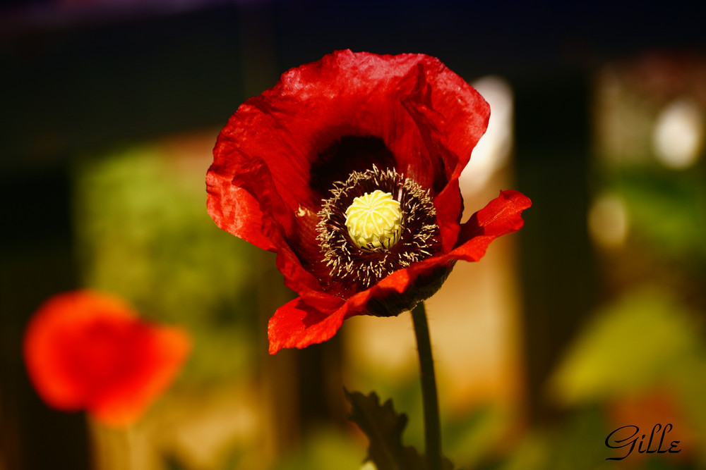 Papaver