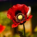 Papaver