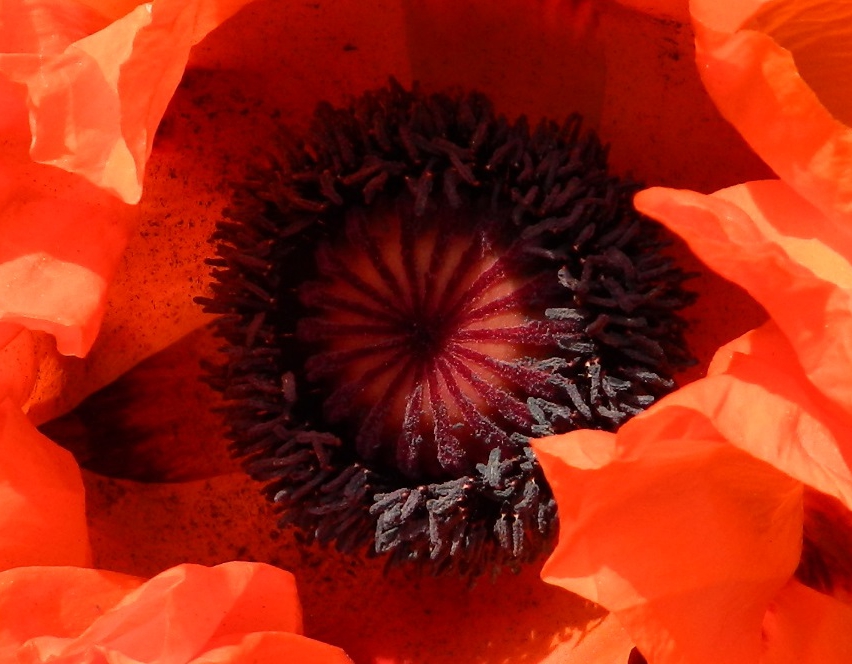 Papaver