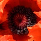 Papaver