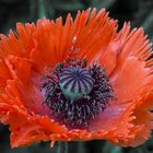 papaver