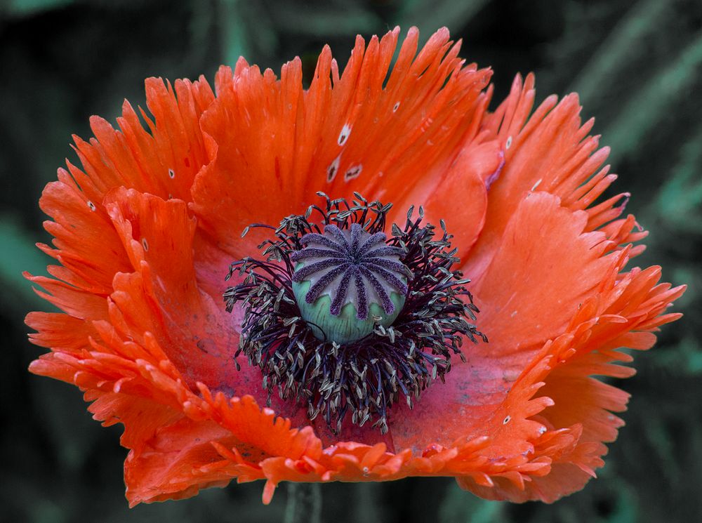 papaver