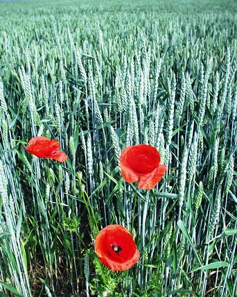 Papaver dubium