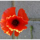 Papaver