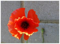 Papaver