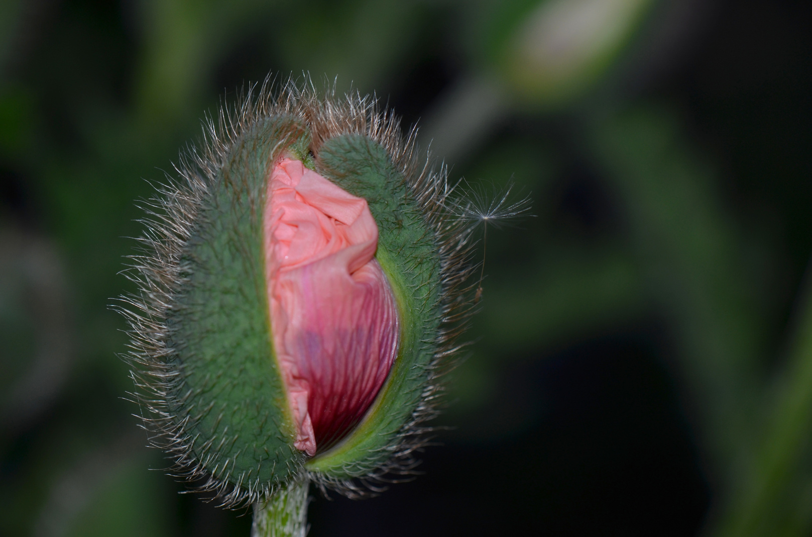 Papaver