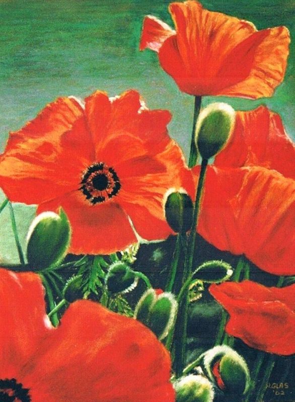 " Papaver "