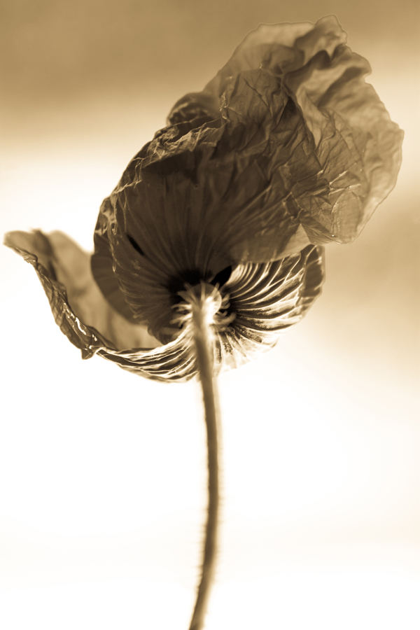 Papaver