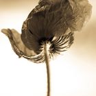 Papaver