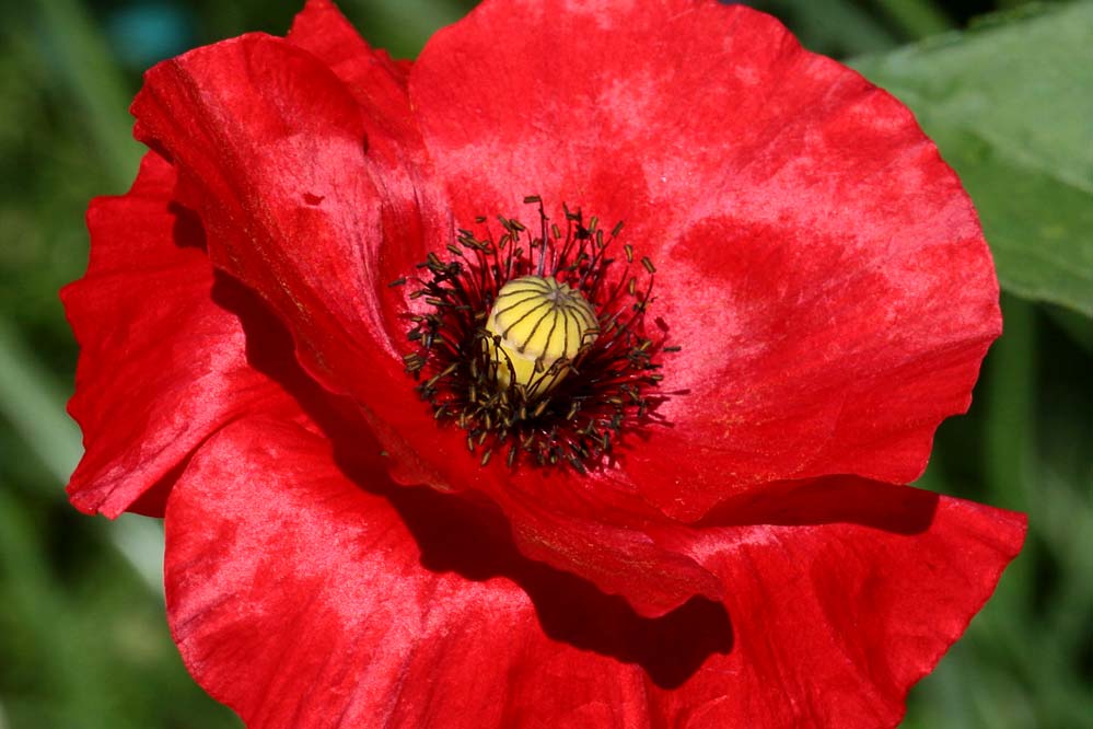 Papaver