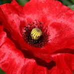 Papaver