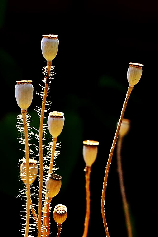 Papaver