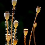 Papaver