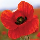 Papaver en Provence