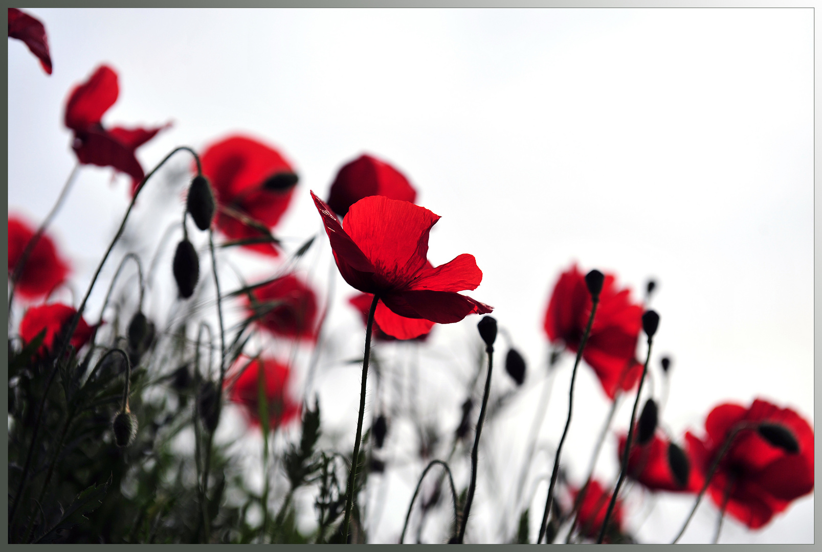 ~ Papaver en Provence ~