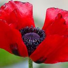 Papaver