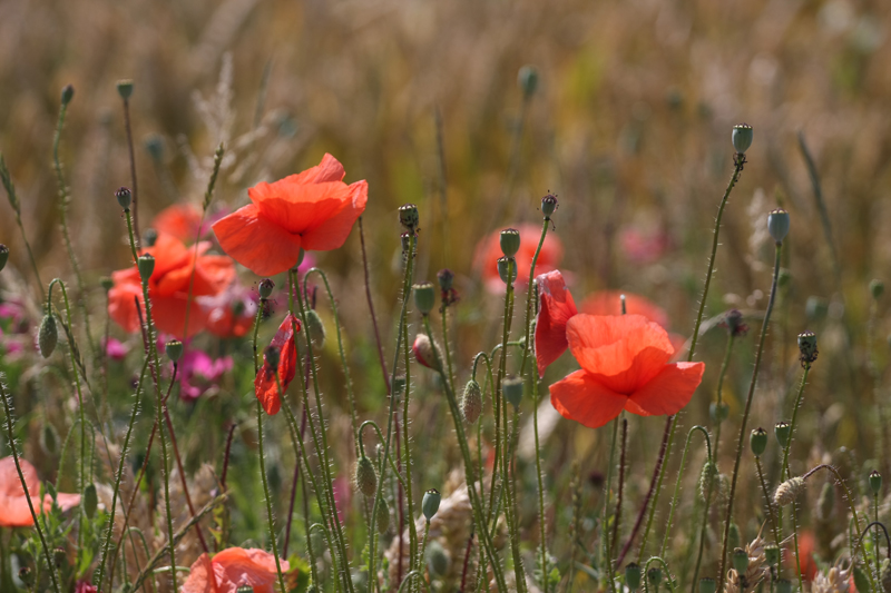 papaver