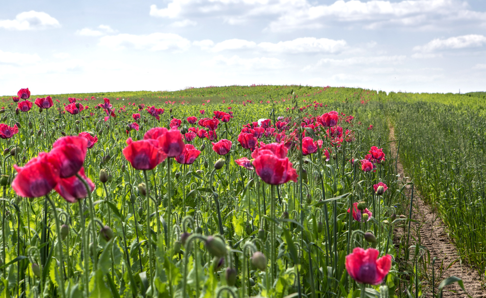 Papaver