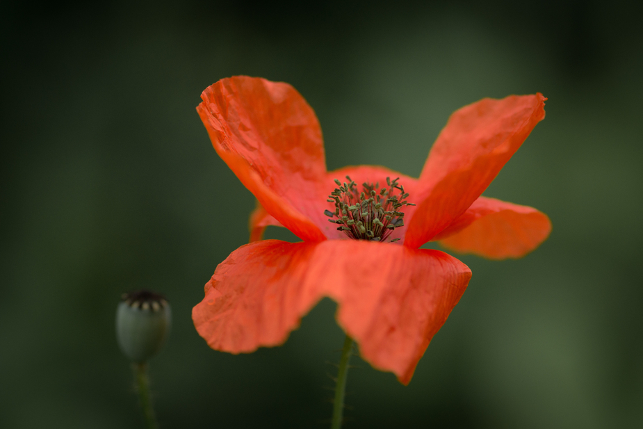 --papaver--