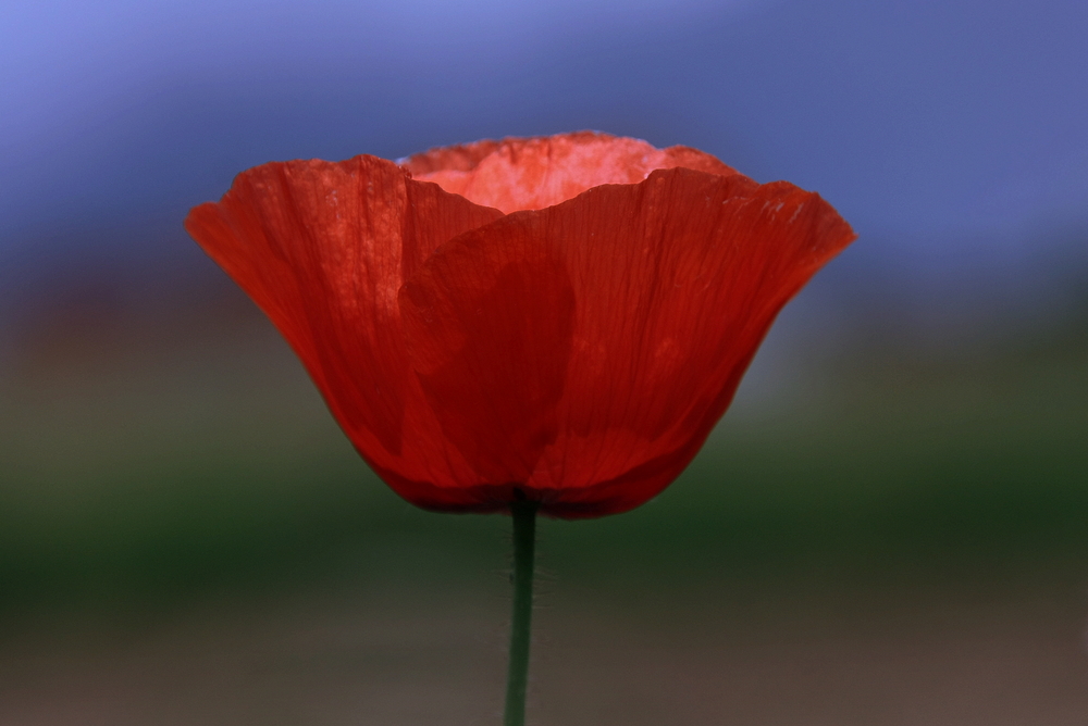 Papaver III