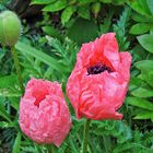 Papaver - Islandmohn