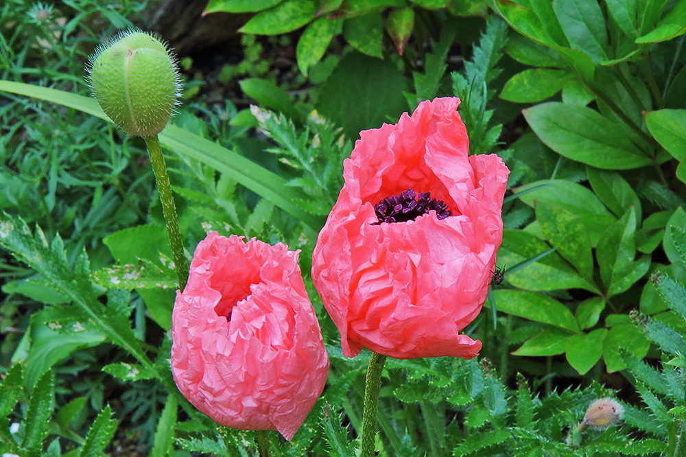 Papaver - Islandmohn