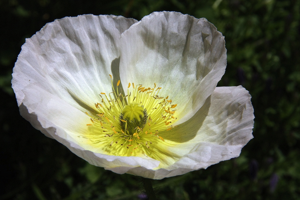 Papaver IV