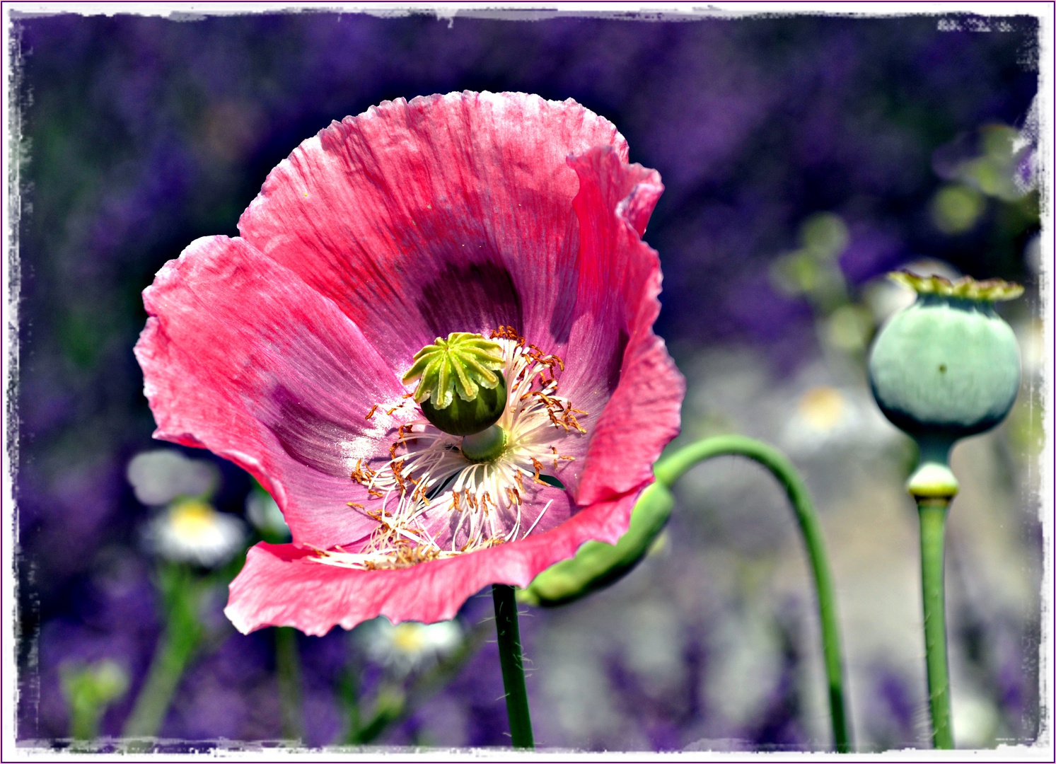 Papaver & Lavendula