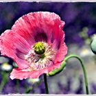 Papaver & Lavendula