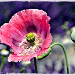 Papaver & Lavendula