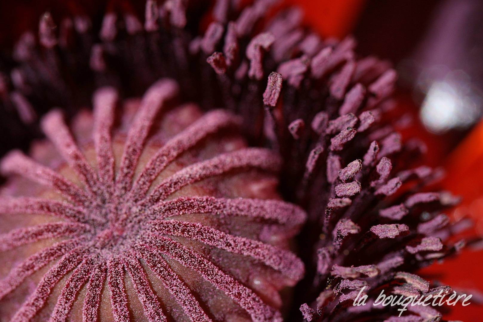 Papaver - Mittendrin