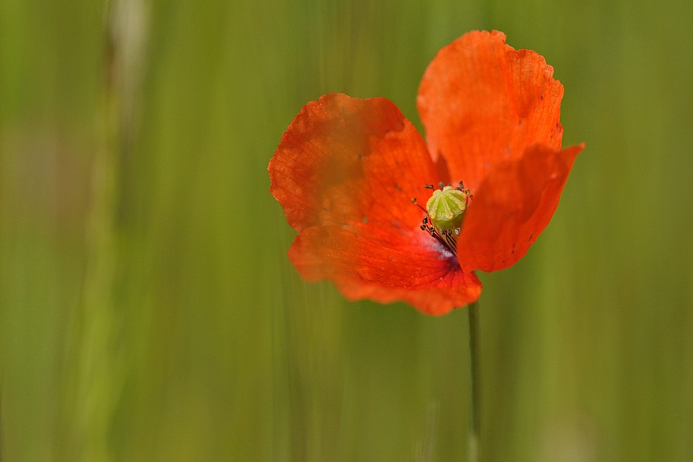 Papaver – Mohn: Aber welcher 01