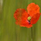 Papaver – Mohn: Aber welcher 01