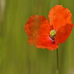 Papaver – Mohn: Aber welcher 01