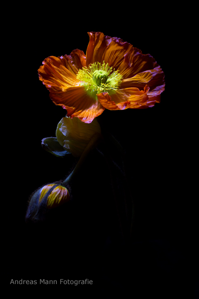 Papaver Mohn frisch