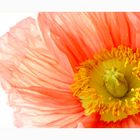 papaver nudicaule