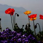 Papaver Nudicaule